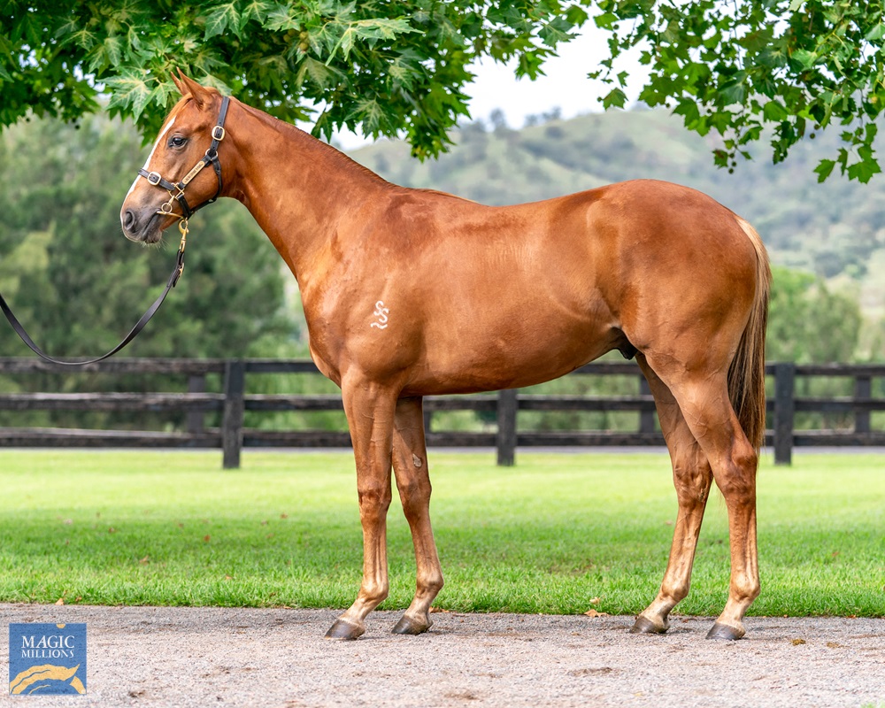 2021 Gold Coast Yearling Sale Lot 226 Not a Single Doubt (AUS) Devious Maid (AUS)